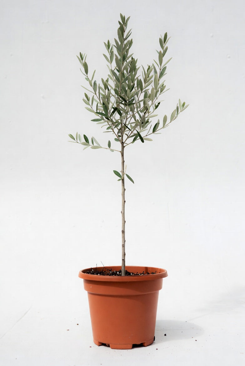 Olive Tree
