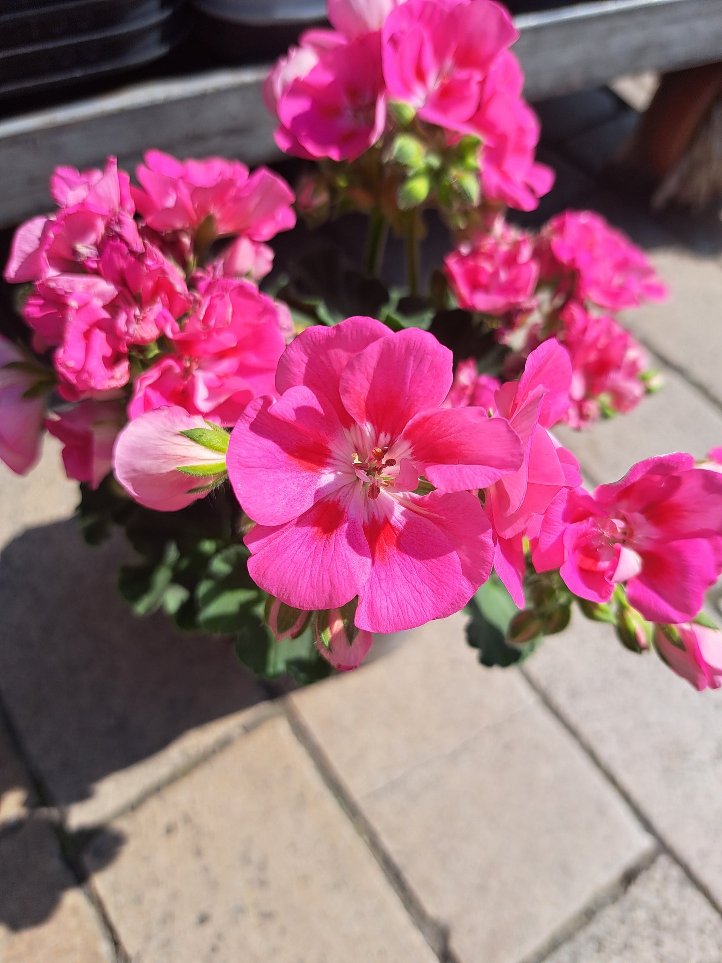 Geranium