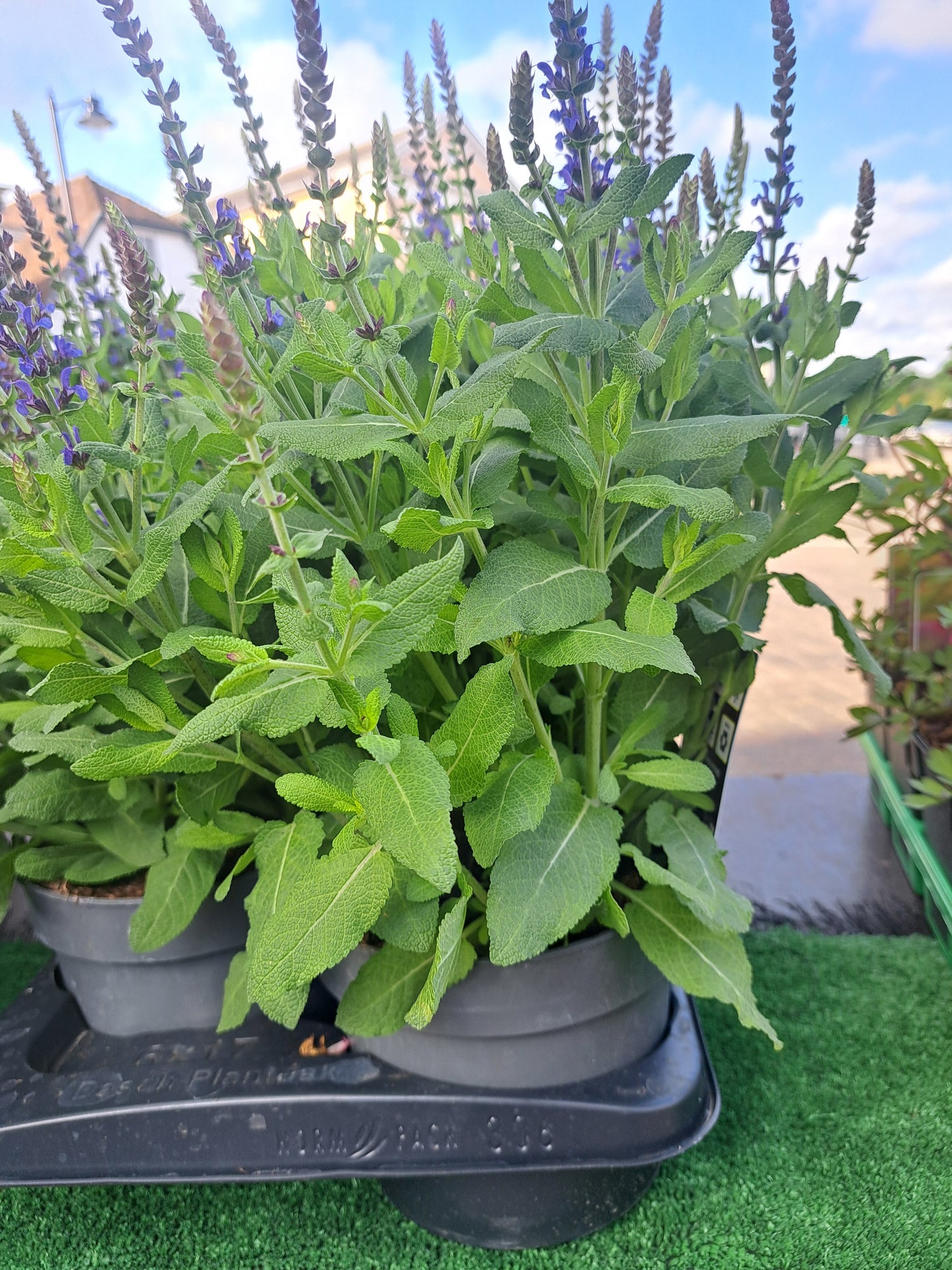 Salvia