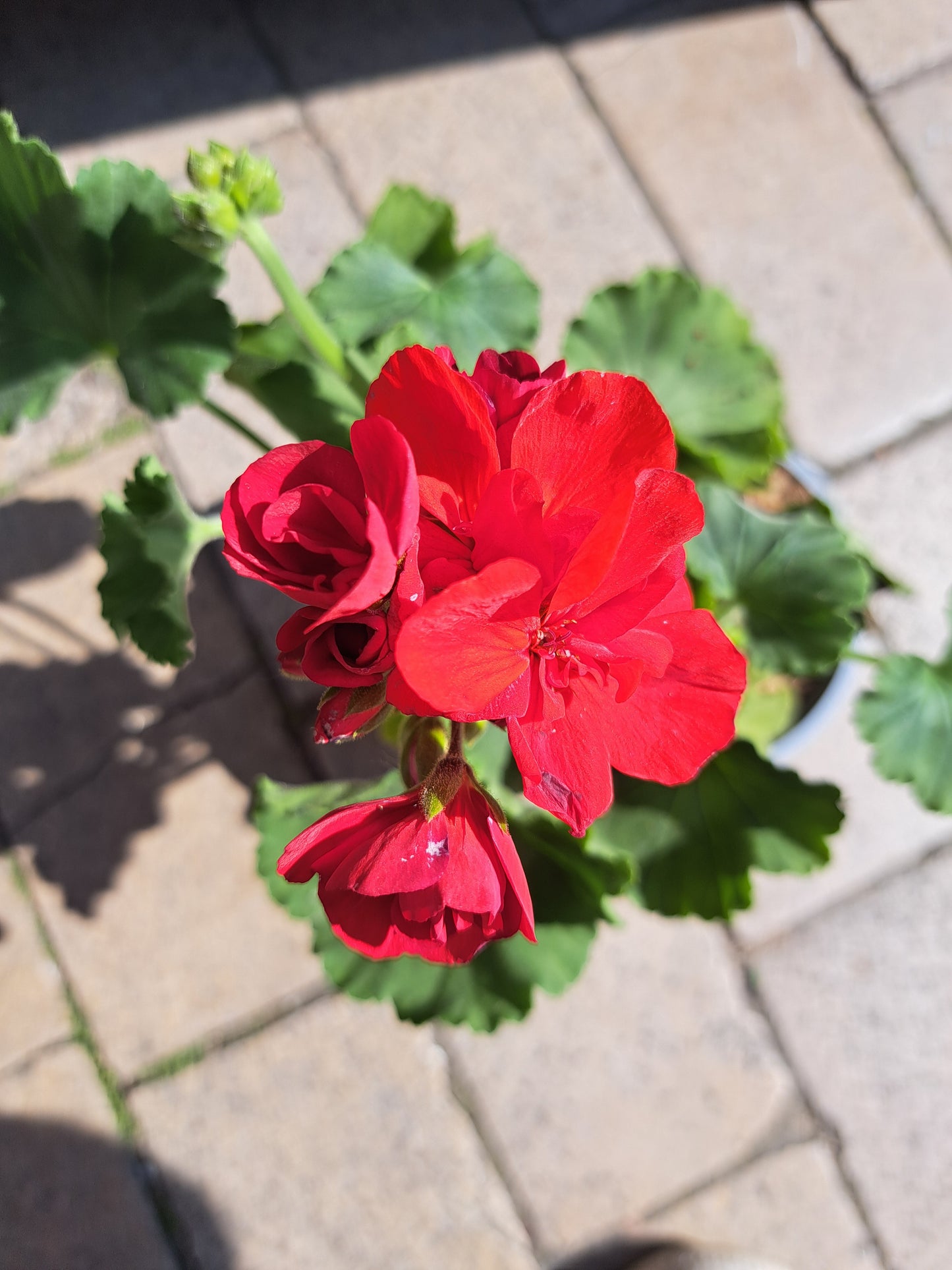 Geranium