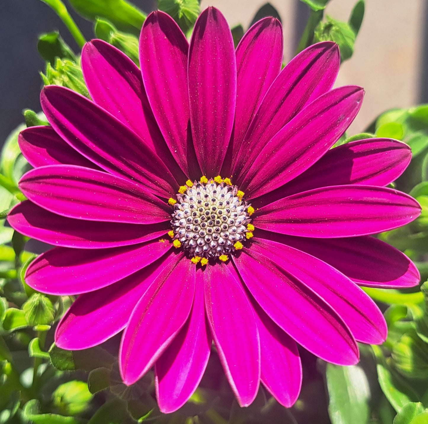 Osteospermum