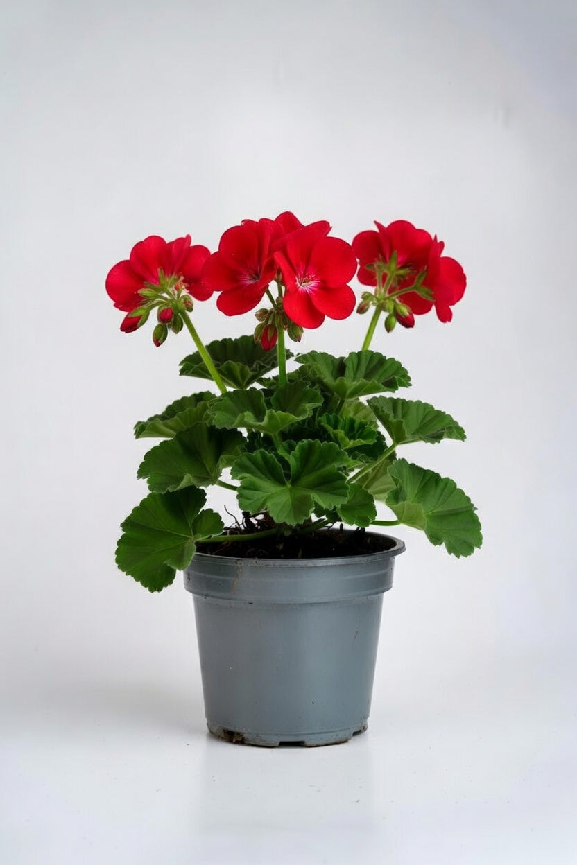 Geranium