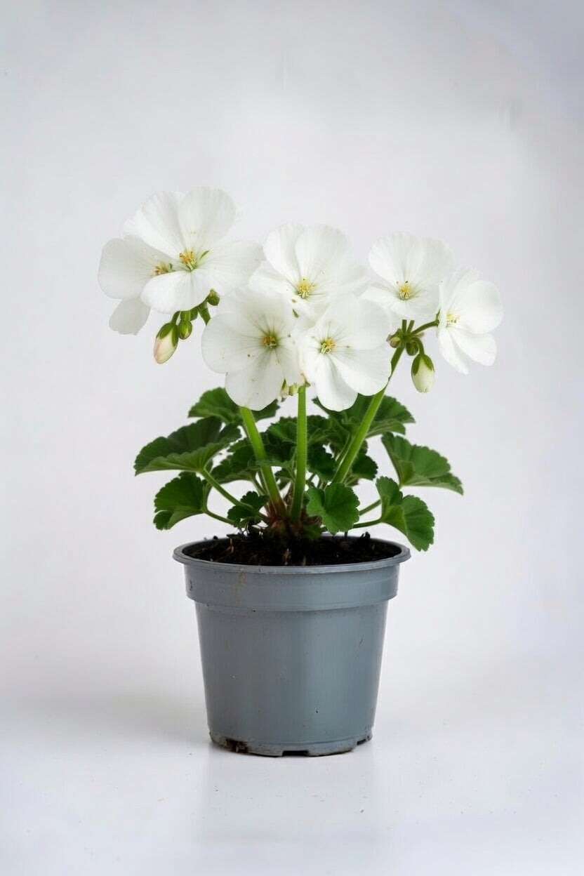 Geranium