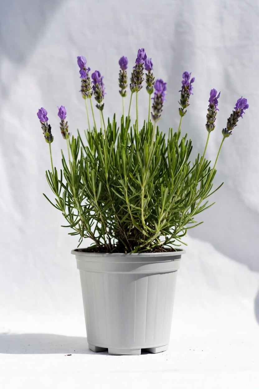 Hidcote Lavender