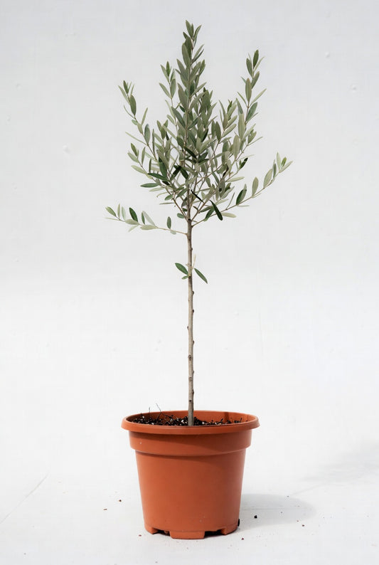 Olive Tree