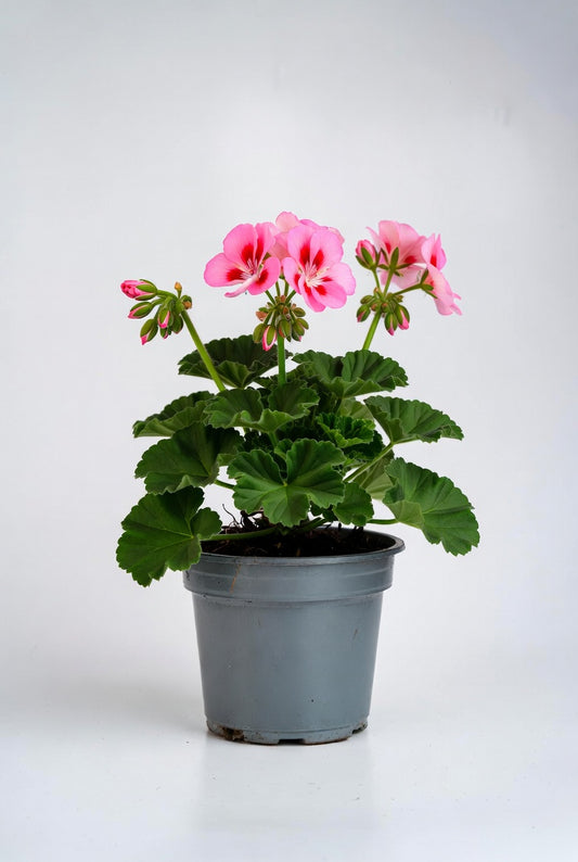 Geranium