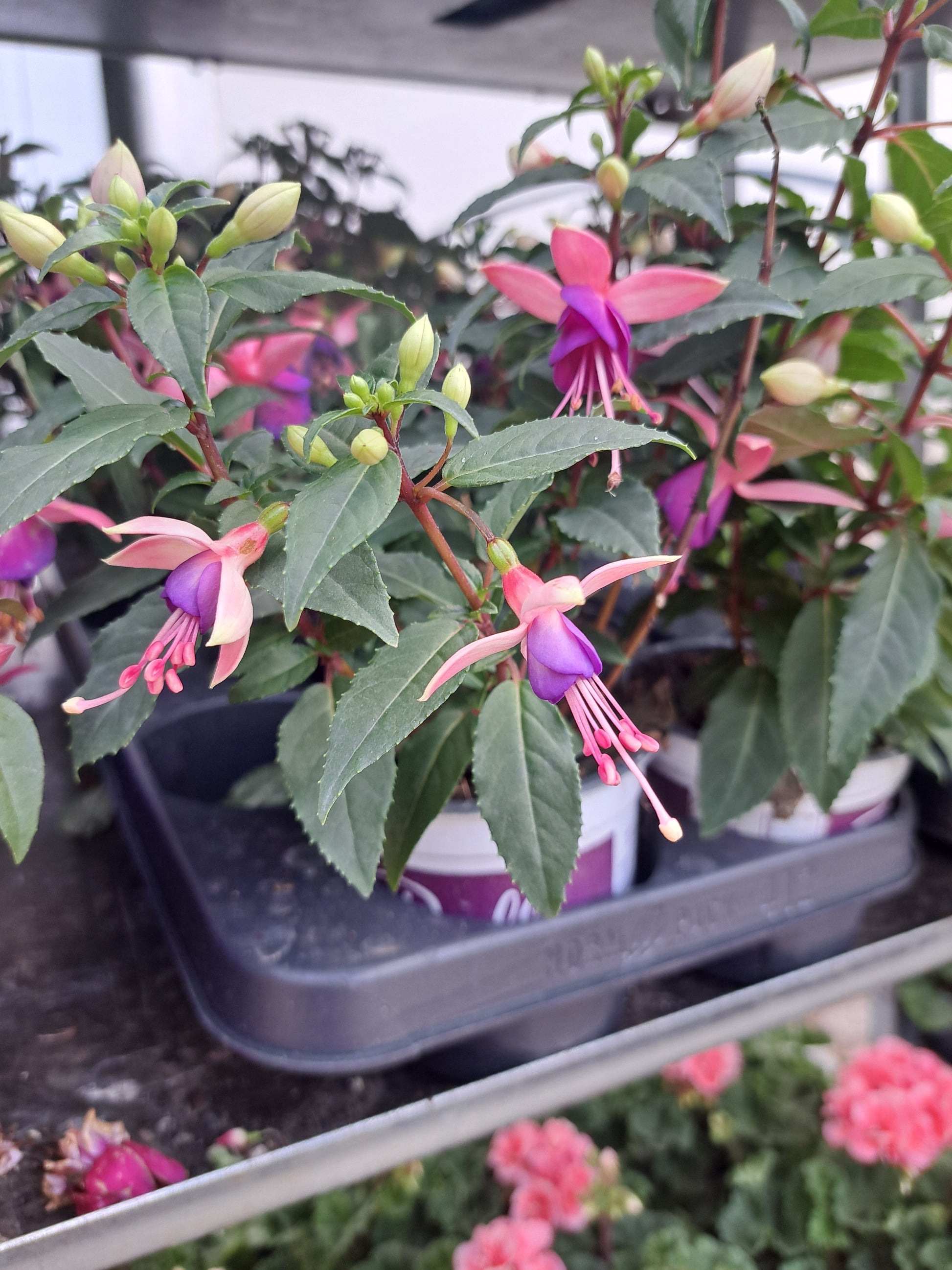 fuchsia plant pot Fuschia pot