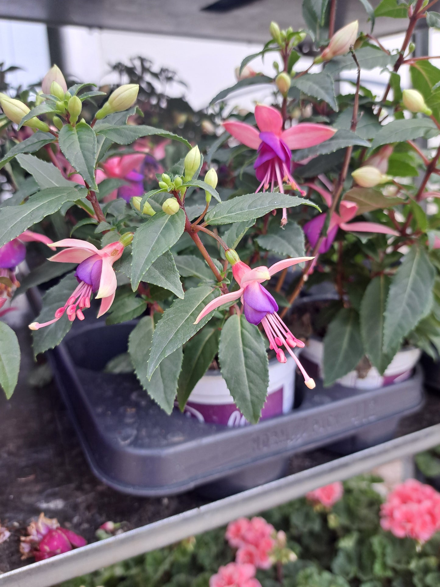 Fuschia pot