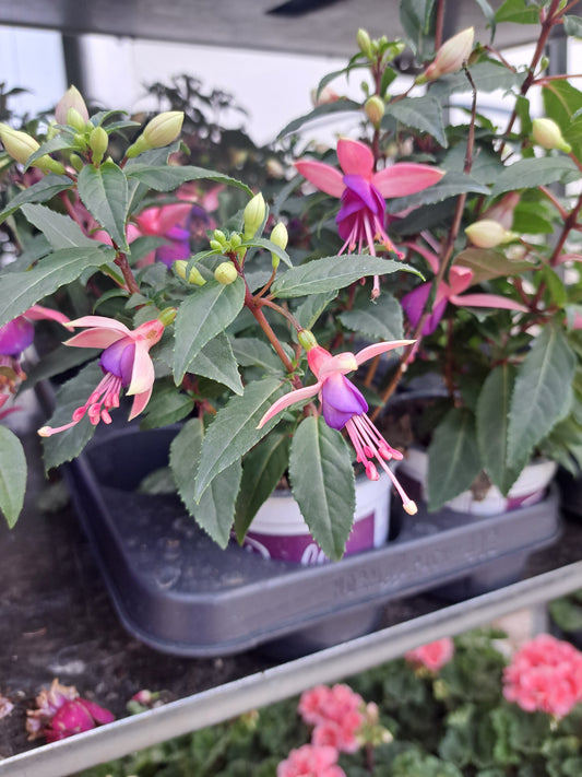 Fuschia pot