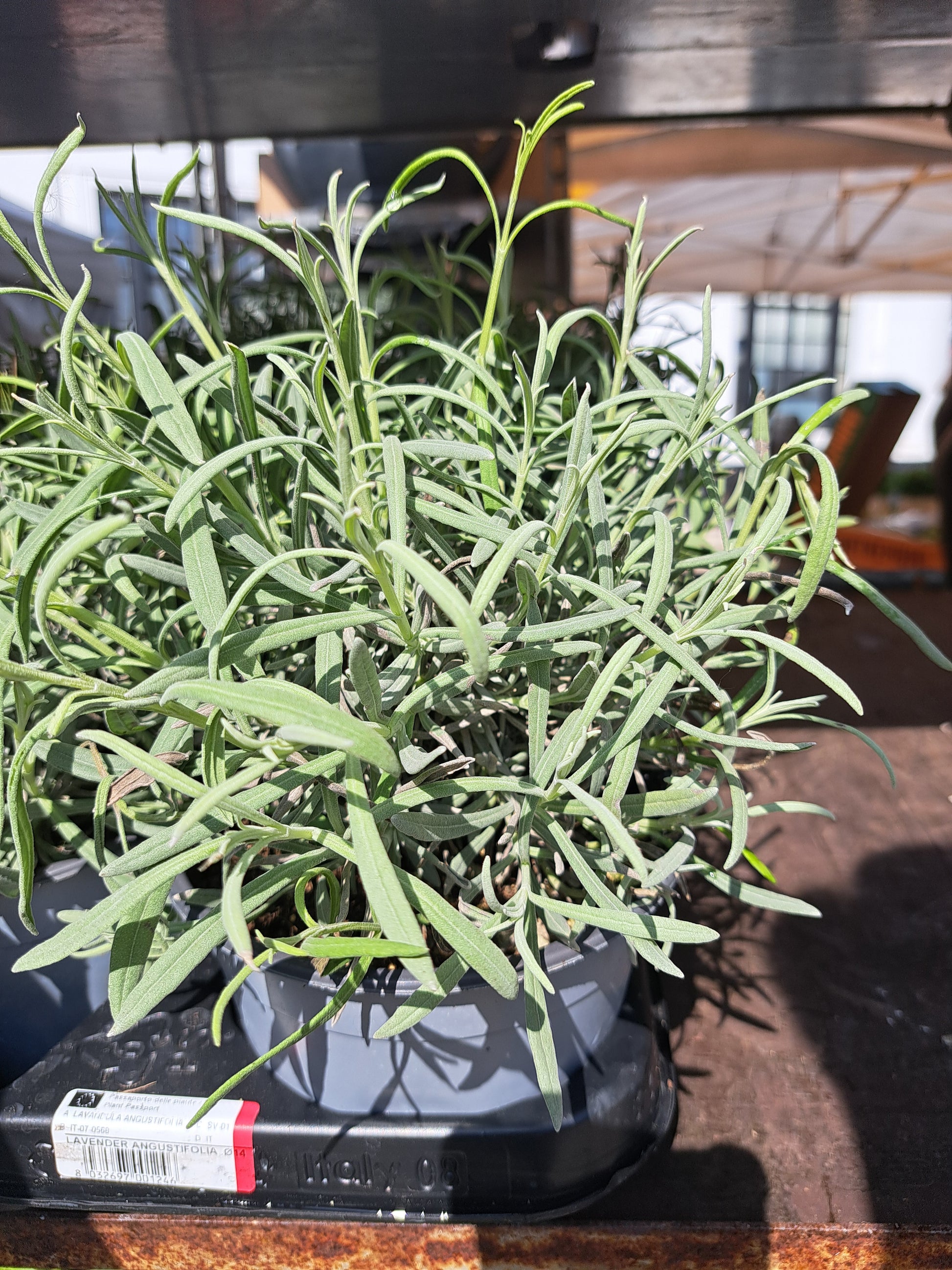 herb lavender plant Herb Lavender