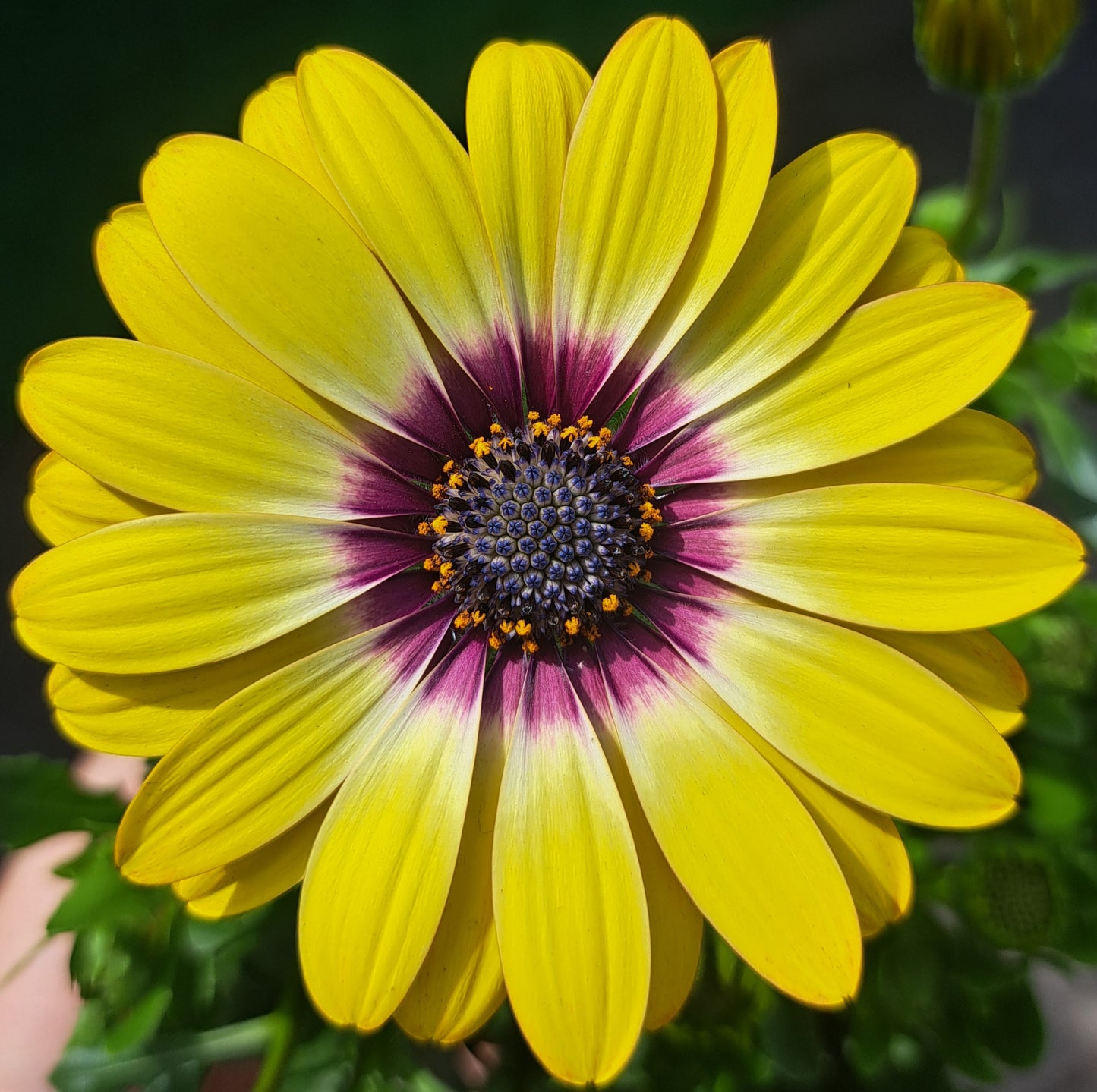 Osteospermum