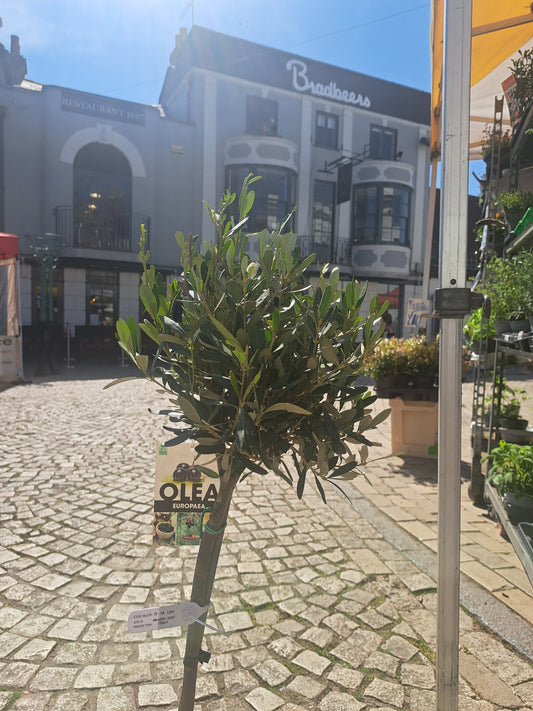 Olive Tree