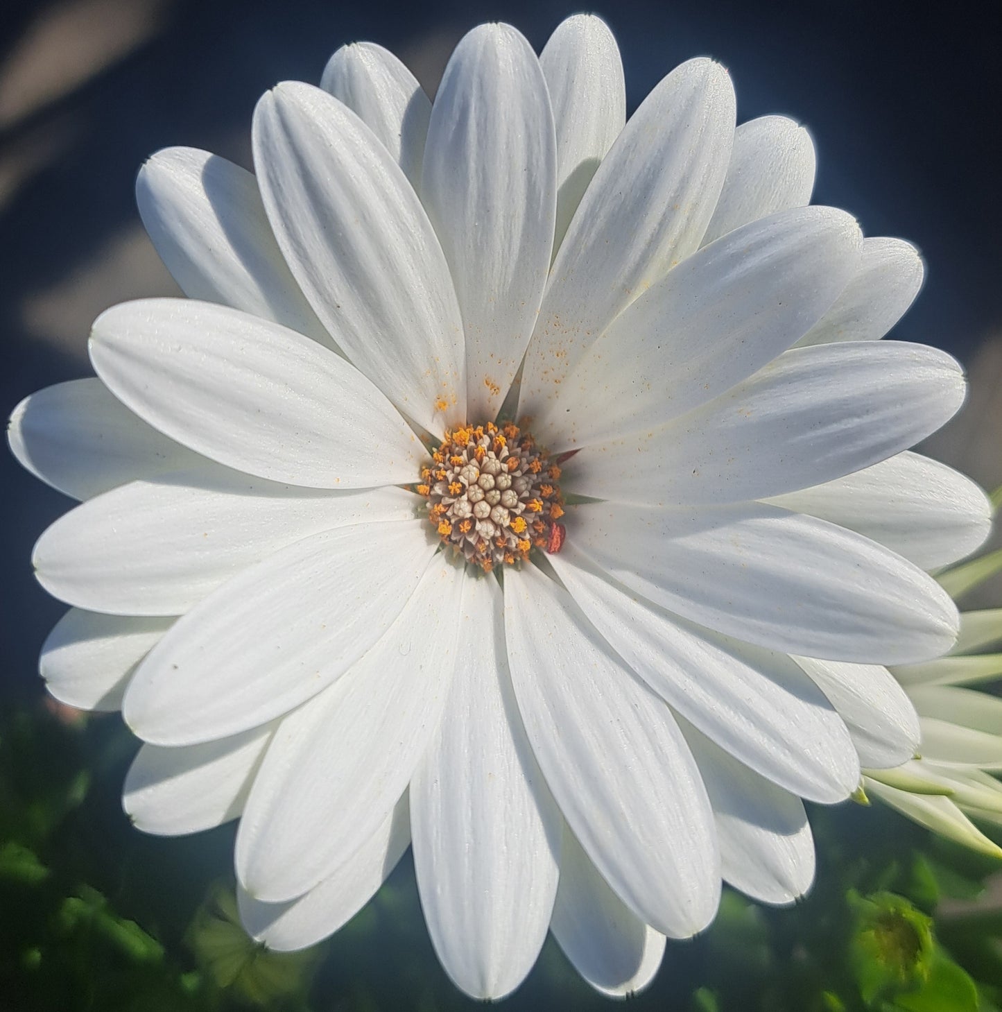 Osteospermum