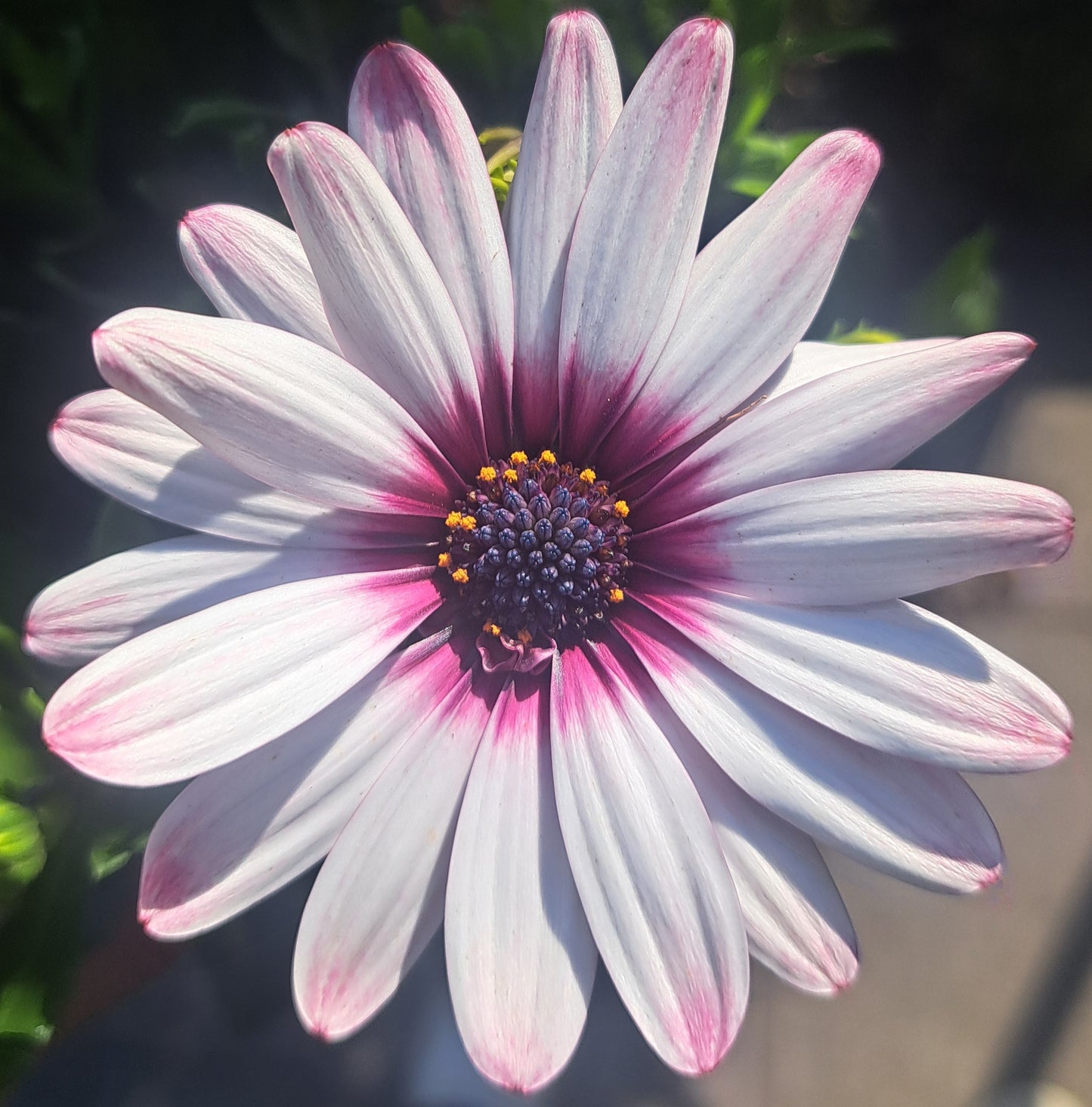 Osteospermum