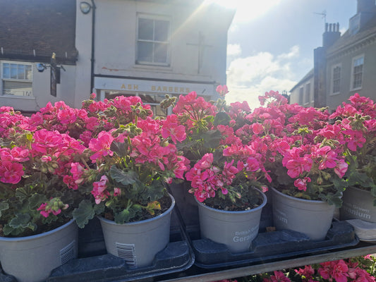 Geranium
